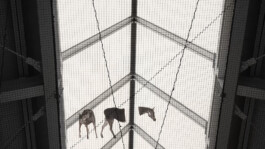 ©Yumi Takeuchi et Paul Hommage